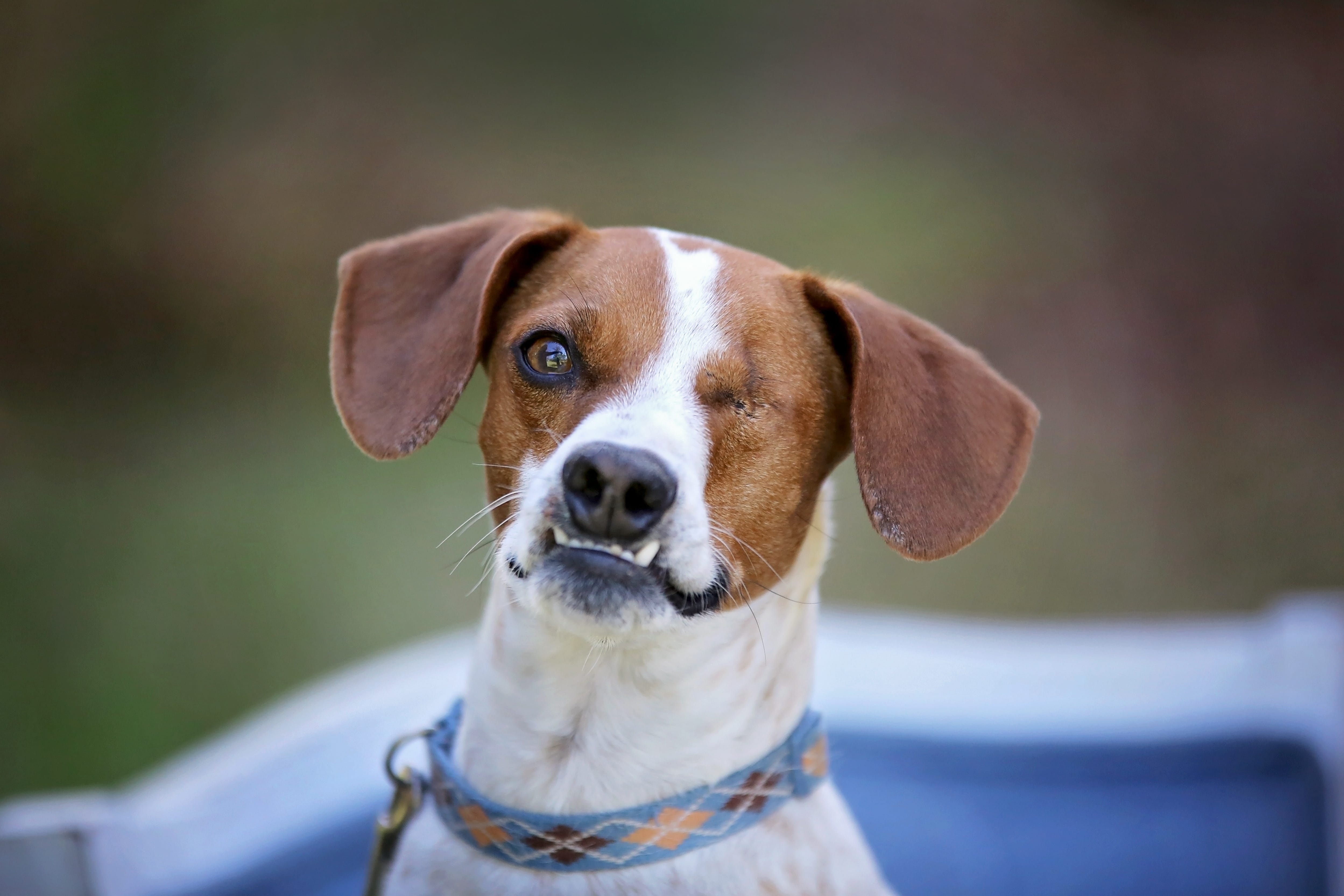 beach billy dog supply